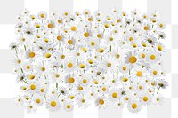 White daisy flower png, Spring floral collage art on transparent background