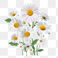 White daisy flower png element, | Premium PNG - rawpixel