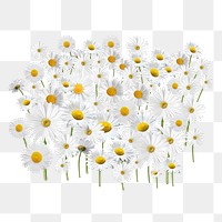 White daisy flower png, Spring floral collage art on transparent background