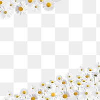 Aesthetic daisy flower png border, transparent background