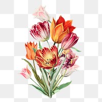 Colorful tulip flower png element, transparent background