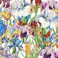 Beautiful iris png flowers, transparent background