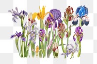Purple iris flower png element, transparent background