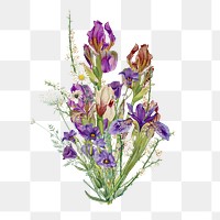 Purple iris bouquet flower png element, transparent background