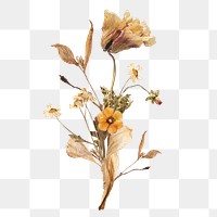 Dry Autumn  flower png element, transparent background