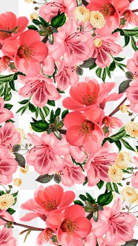 Red flowers png Spring azalea, transparent background