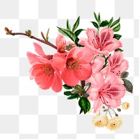 Pink Chinese quince flower png element, transparent background