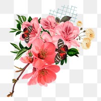 Pink Chinese quince flower png element, transparent background