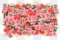 Chinese quince png flower, pink botanical collage art on transparent background