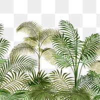 Palm trees png tropical, transparent background