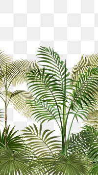 Palm trees png tropical, transparent background