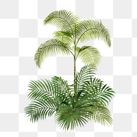 Tropical palm tree png, transparent background