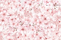 Japanese sakura png cherry blossom flower, transparent background