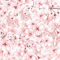 Japanese sakura png cherry blossom flower, transparent background