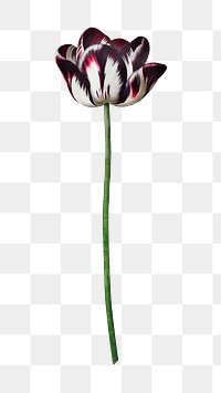 PNG tulip flower vintage botanical, collage element, transparent background