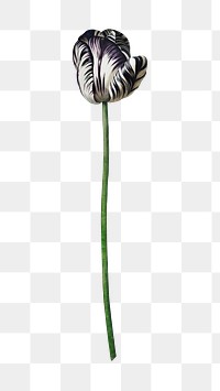 PNG tulip flower vintage botanical, collage element, transparent background