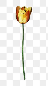 PNG tulip flower vintage botanical, collage element, transparent background