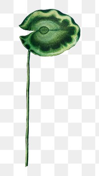 PNG Egyptian water lily vintage, collage element, transparent background