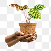 PNG Hand holding a peacock plant in a pot  , collage element, transparent background