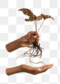 Png hands holding houseplant, transparent background