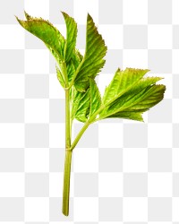 Green healthy veggie png, transparent background