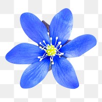 Blue png flower, transparent background