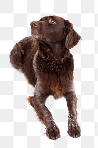 Brown dog png collage element, transparent background