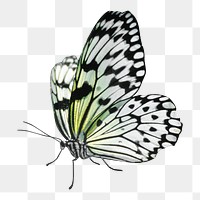 Swallowtail butterfly png, transparent background