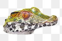 Alligator face png, design element, transparent background