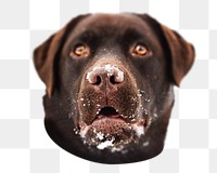 Labrador Retriever png, design element, transparent background