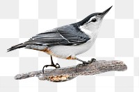 White nuthatch png, transparent background