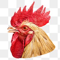 Red chicken png, transparent background