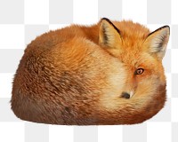 Orange Fox png, design element, transparent background