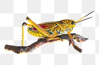 Yellow grasshopper png collage element, transparent background