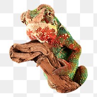 Colorful chameleon  png, design element, transparent background