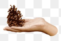 Hand presenting pine cone png, transparent background