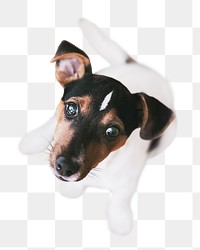 Dog png collage element, transparent background