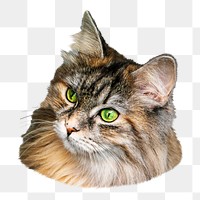 Maine coon png, isolated design, transparent background