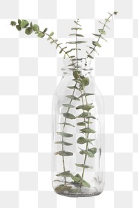 Eucalyptus planting vases png, transparent background