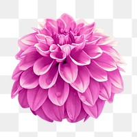 Pink dahlia png flower, transparent background