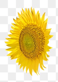 Large sunflower png yellow flower, transparent background 