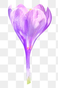 Purple flower, png collage element, transparent background