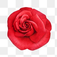 Floral red rose png, transparent background