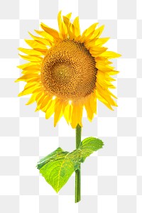 Sunflower png flower with stem, transparent background