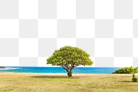 PNG Lone tree  border, transparent background