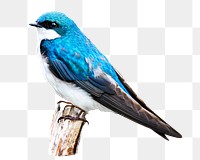 Blue jay png, transparent background