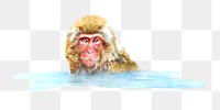 Snow monkey png, design element, transparent background