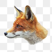 Red fox png collage element, transparent background