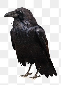 Raven png collage element, transparent background