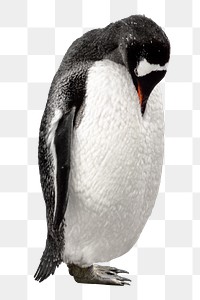 Wildlife penguin png bird, transparent background